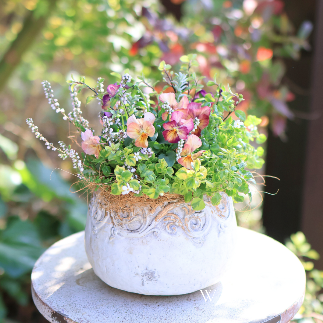 和花人冬ビオラギャザリング寄せ植え