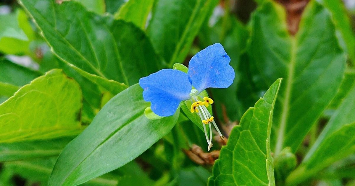 我が家の雑草対策 意外と知らない植えると雑草化する植物を紹介 ミホが教える初心者でもできるオシャレなおうちづくり