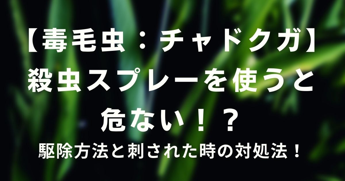 チャドクガ 殺虫スプレーを使うと危ない 駆除方法と刺された時の対処法 ミホの日和見ｄｉａｒｙ