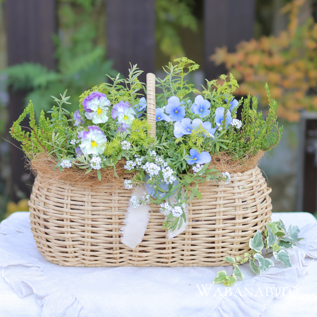 和花人冬のビオラ&パンジー寄せ植え
