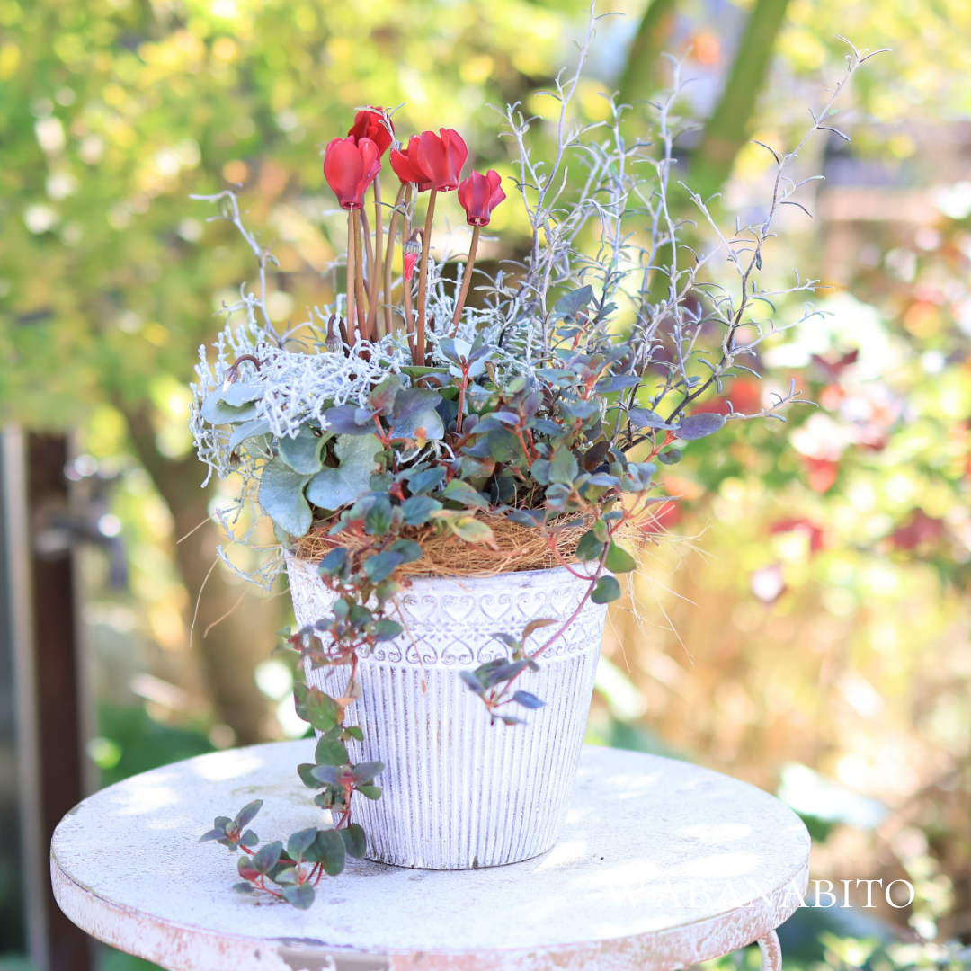 和花人シクラメンを使った寄せ植え