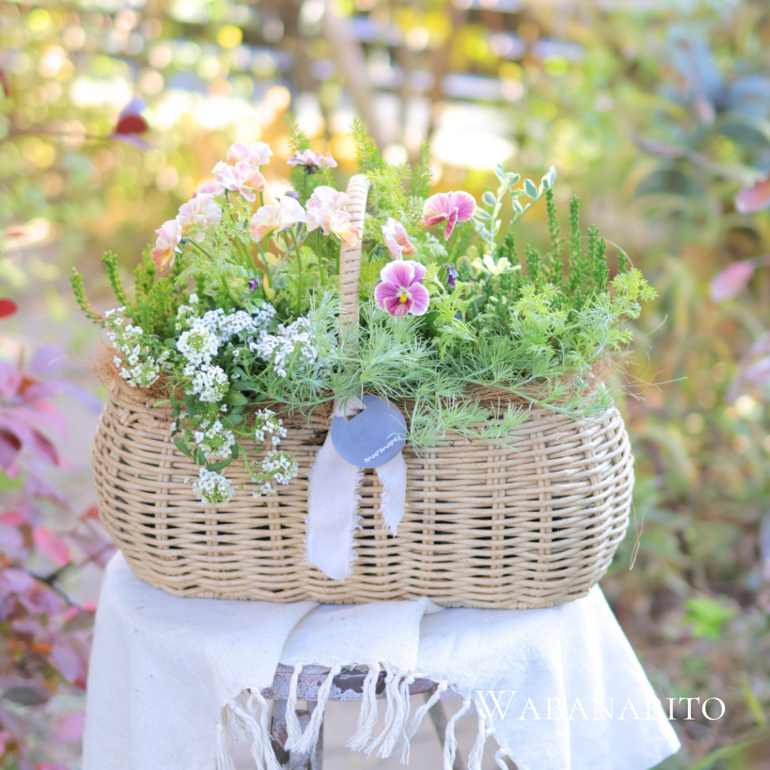 和花人冬のビオラギャザリング寄せ植え