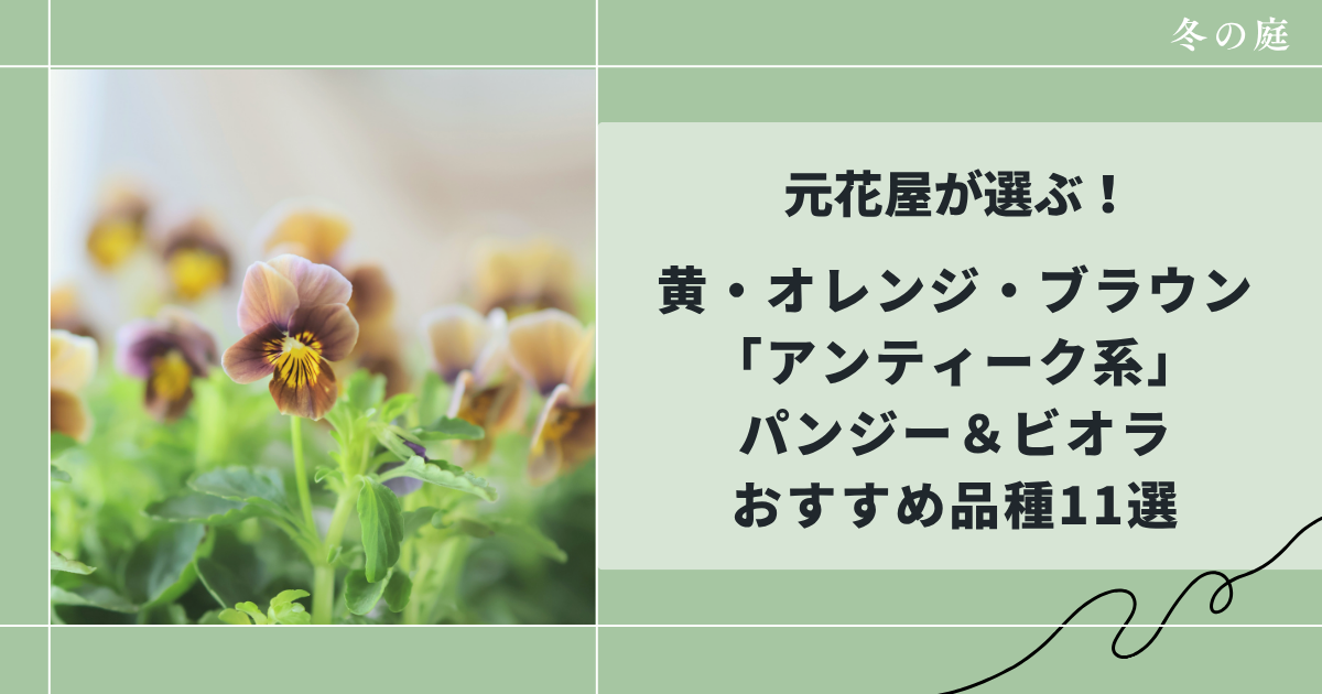黄・オレンジ・ブラウンアンティーク系パンジー＆ビオラおすすめ品種10選