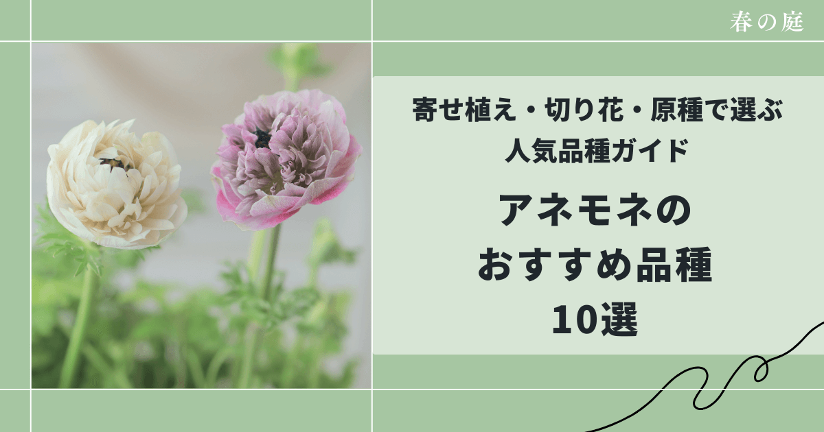 アネモネのおすすめ品種10選,寄せ植え,切り花,原種で選ぶ決定版ガイド