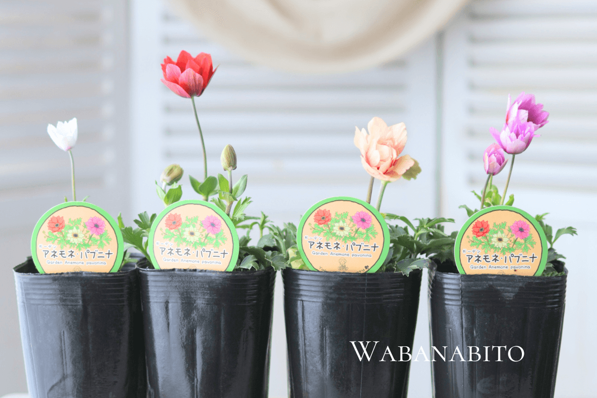 アネモネ原種パブニナ