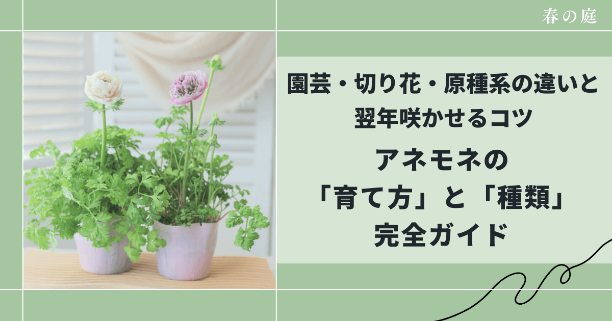 アネモネの育て方と種類完全ガイド｜園芸・切り花・原種系の違いと翌年咲かせるコツ