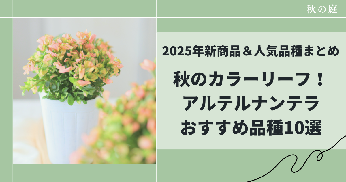 秋のカラーリーフアルテルナンテラオススメ10選