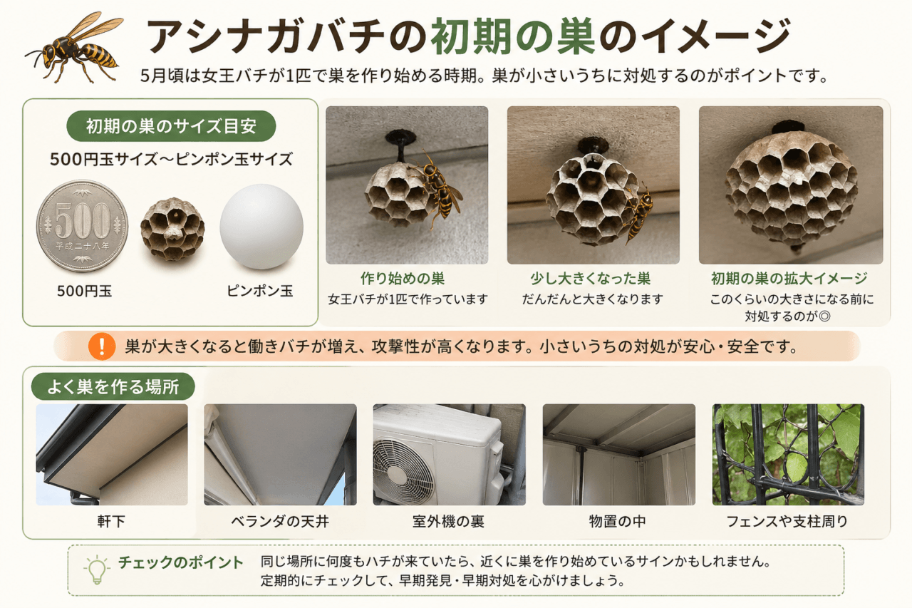 アシナガバチの出現は5月