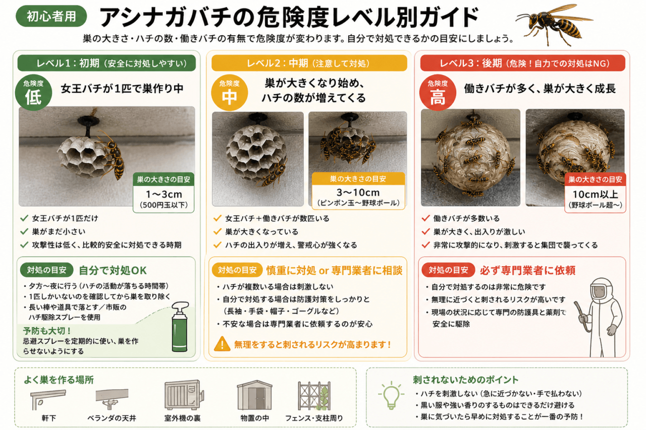 アシナガバチのランク
