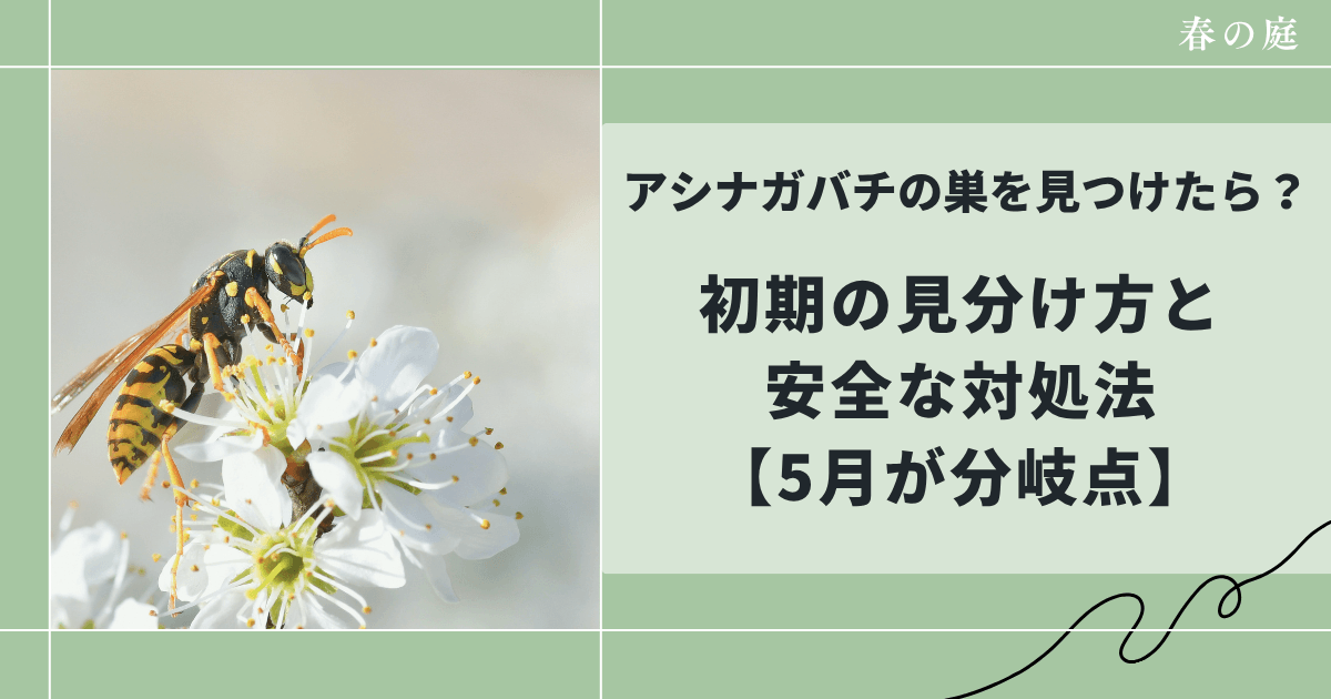 アシナガバチの巣を見つけたら？初期の見分け方と安全な対処法【5月が分岐点】