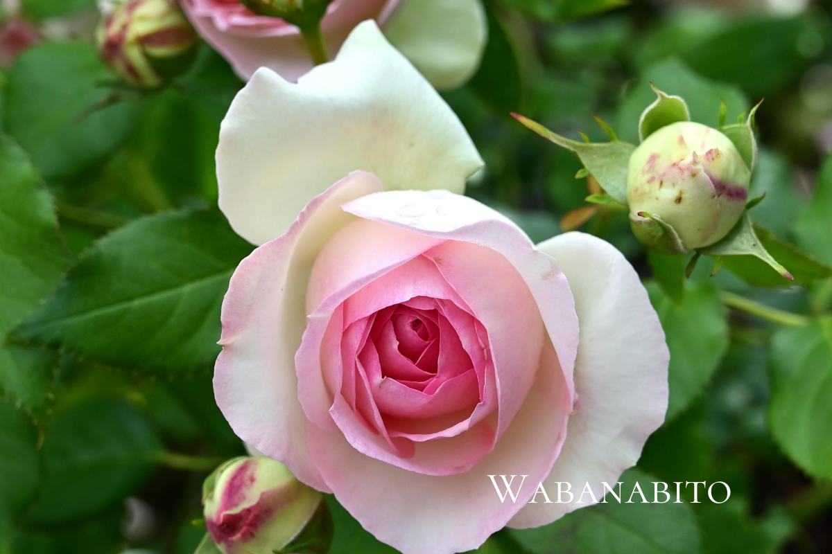 庭の薔薇の画像