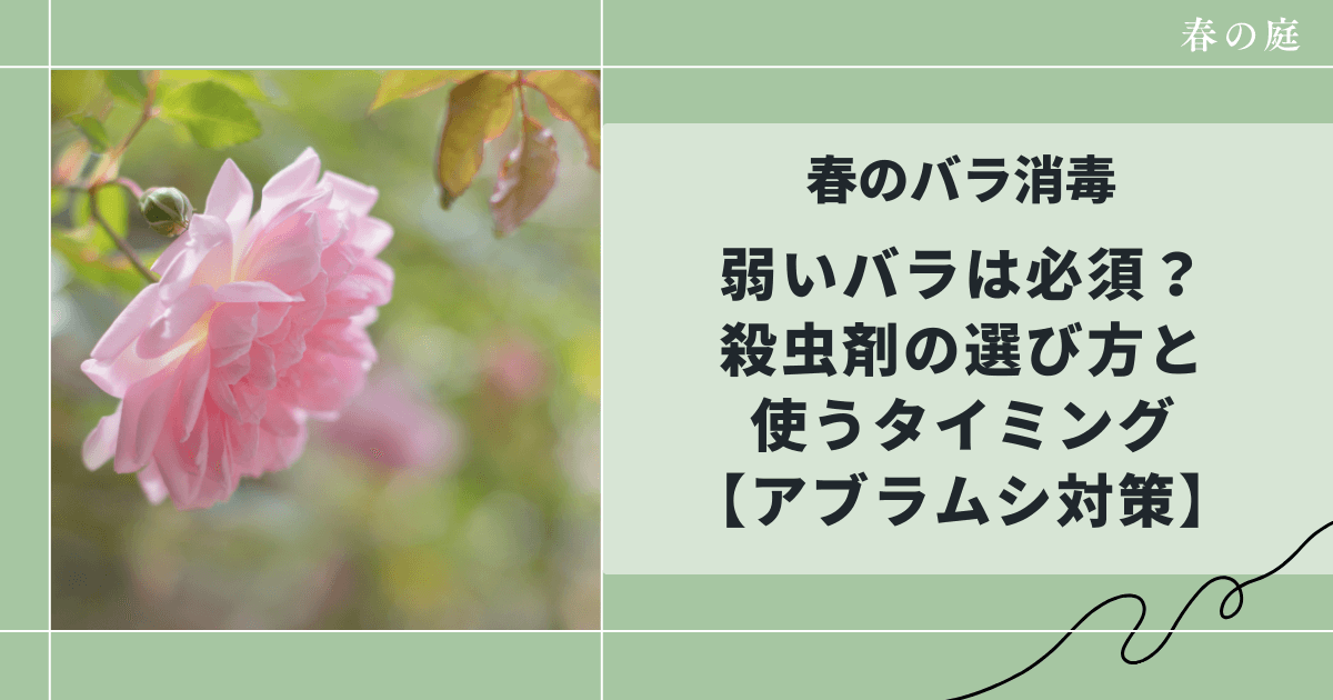 春のバラ消毒｜弱いバラは必須？殺虫剤の選び方と使うタイミング【アブラムシ対策】