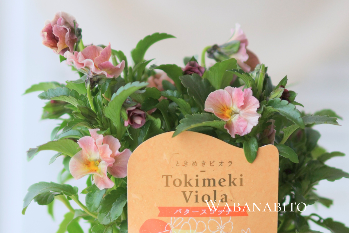 ときめきビオラ全品種まとめ|心がときめく13の色と寄せ植えアイデア24