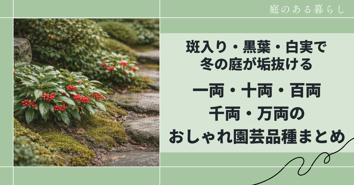 一両・十両・百両・千両・万両のおしゃれ園芸品種まとめ｜斑入り・黒葉・白実で冬を楽しむ