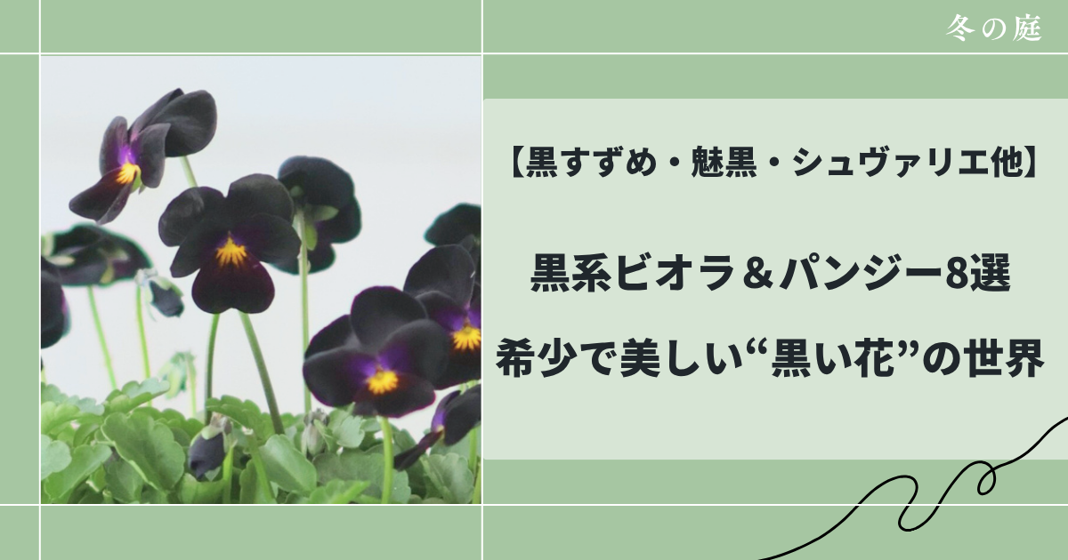 黒系ビオラ＆パンジー8選希少で美しい黒い花の世界黒すずめ・魅黒・シュヴァリエ