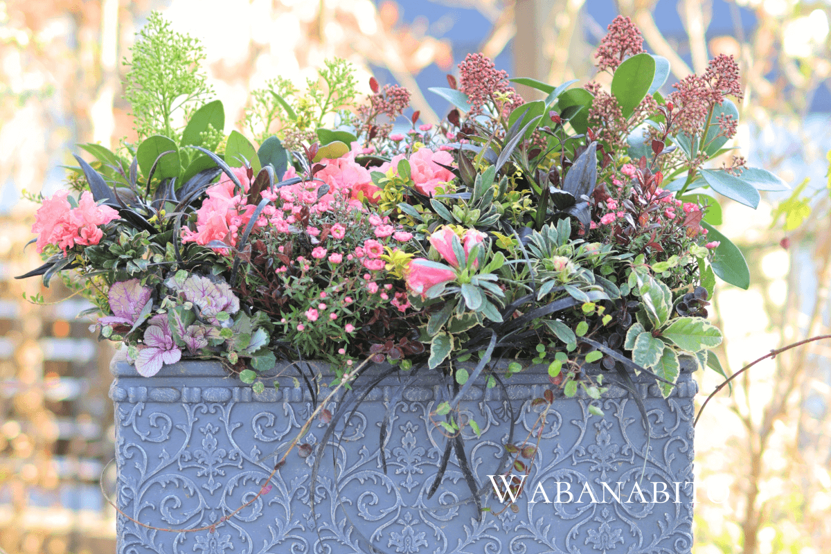 冬の和花人のギャザリング寄せ植え