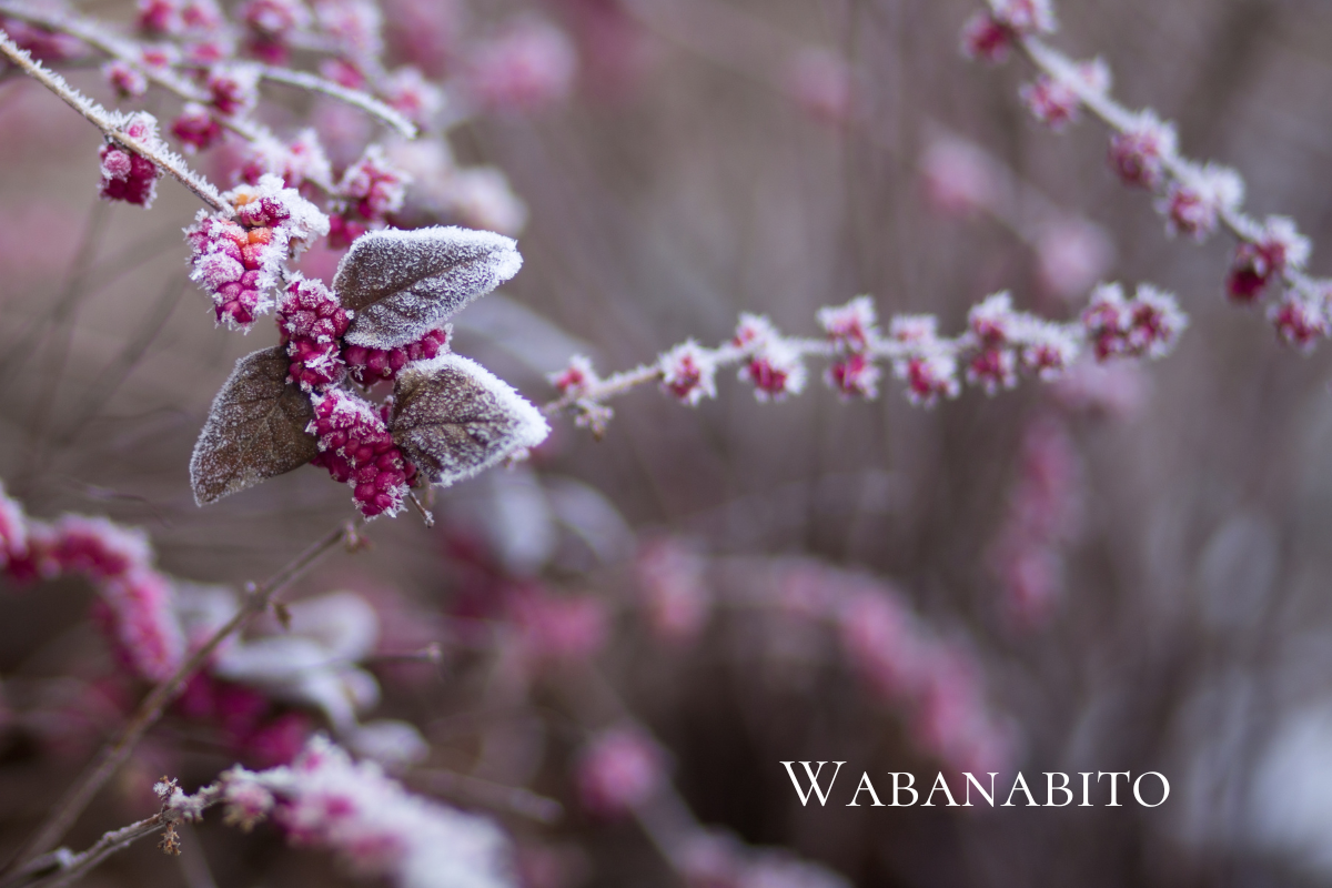 冬の霜の降りた葉