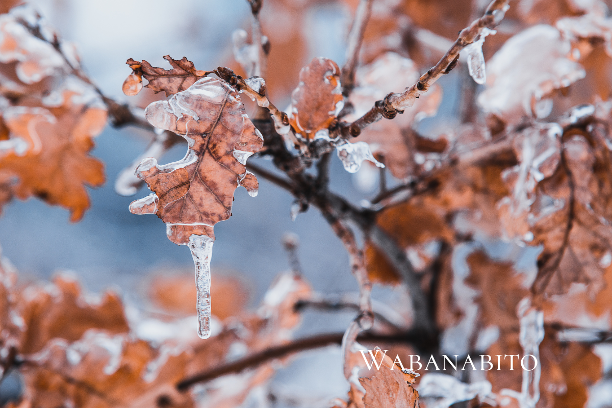 冬の凍った葉の画像