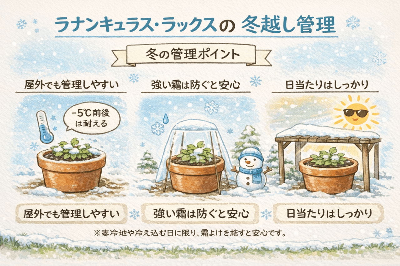 冬のラナンキュラスラックスの管理方法