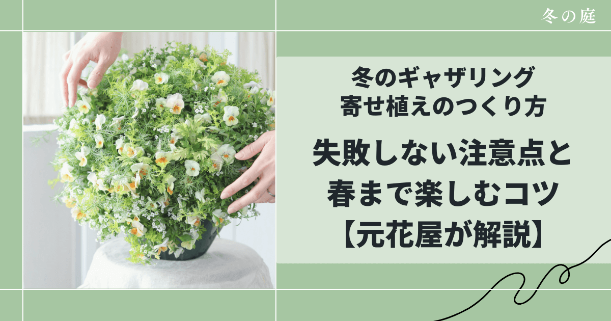 冬のギャザリング寄せ植えのつくり方|失敗しない注意点と春まで楽しむコツ【元花屋が解説】