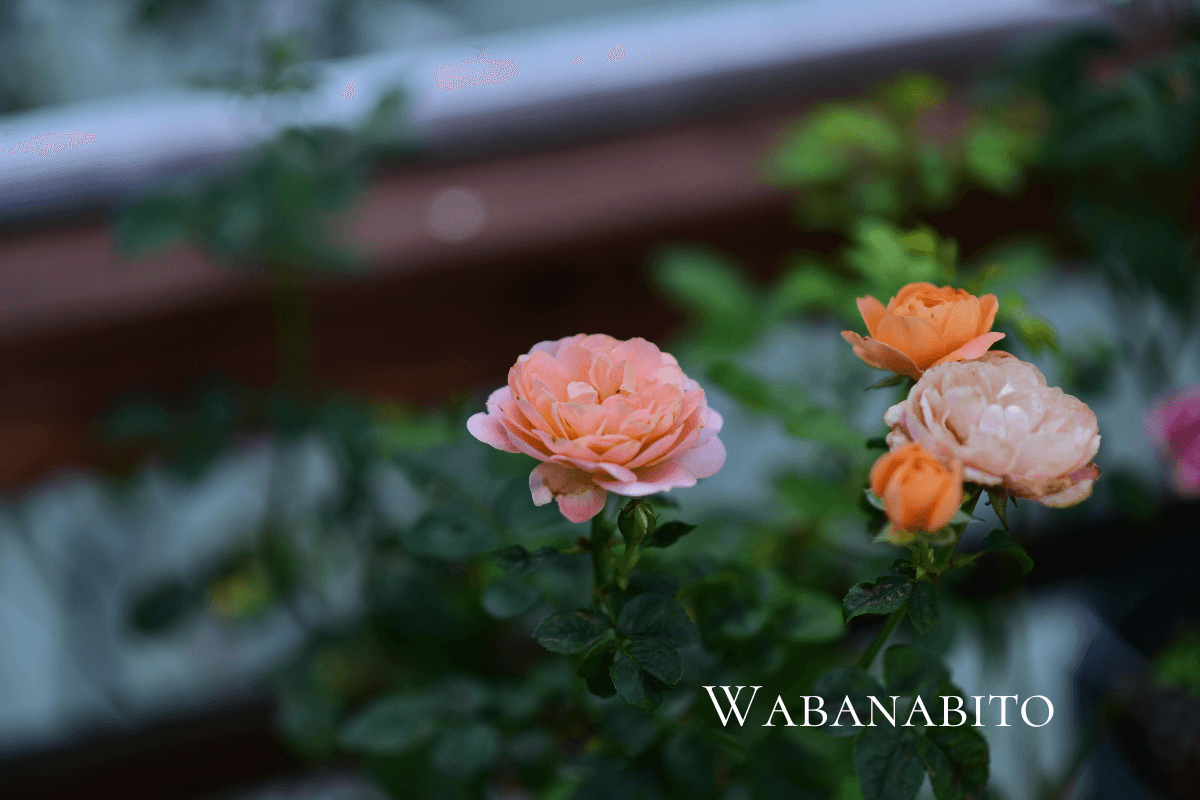 庭の薔薇の画像