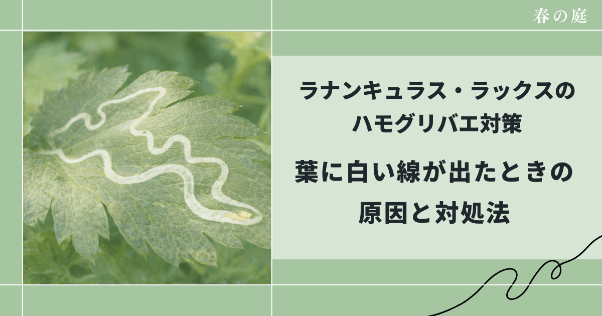 葉に白い線が出たときの原因と対処法