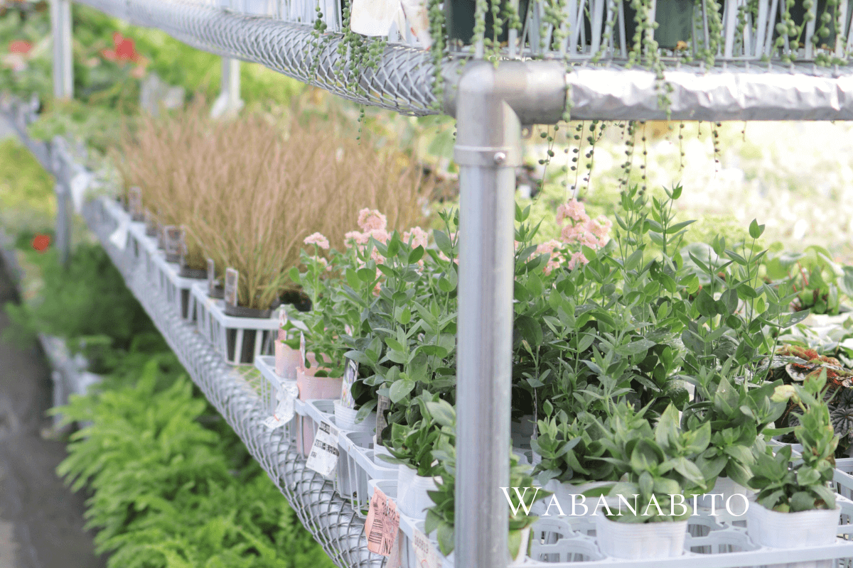 ギャザリング寄せ植えを極めるなら「花塾NAKAJIMA」へ｜プロが教える唯一無二の世界観