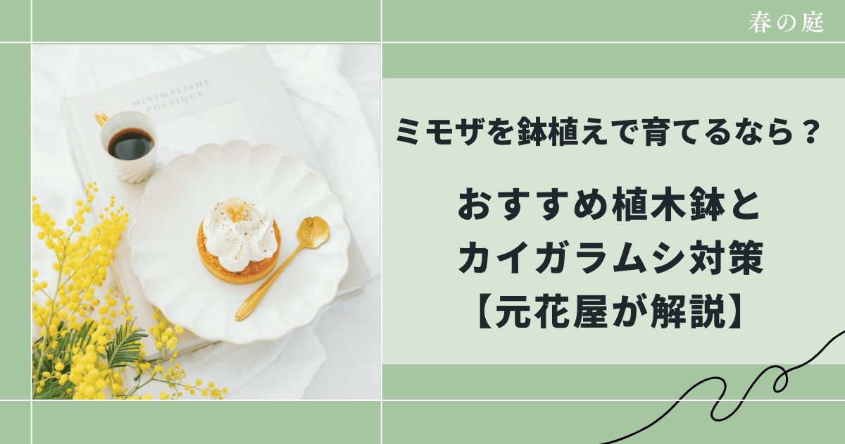 ミモザを鉢植えで育てるなら？おすすめ植木鉢とカイガラムシ対策【元花屋が解説】