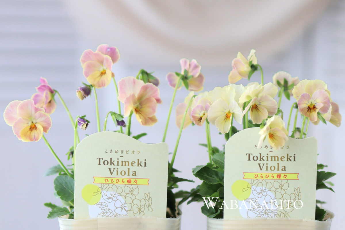 ときめきビオラ全品種まとめ|心がときめく13の色と寄せ植えアイデア17