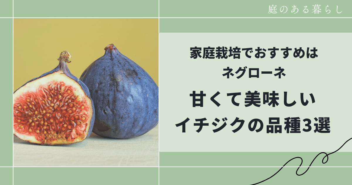 甘くて美味しいイチジクの品種3選｜家庭栽培でおすすめはネグローネ
