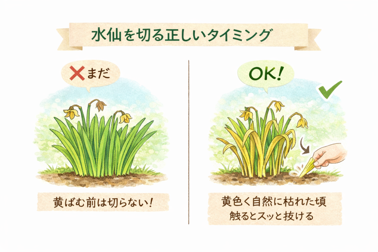 水仙を切る正しいタイミング