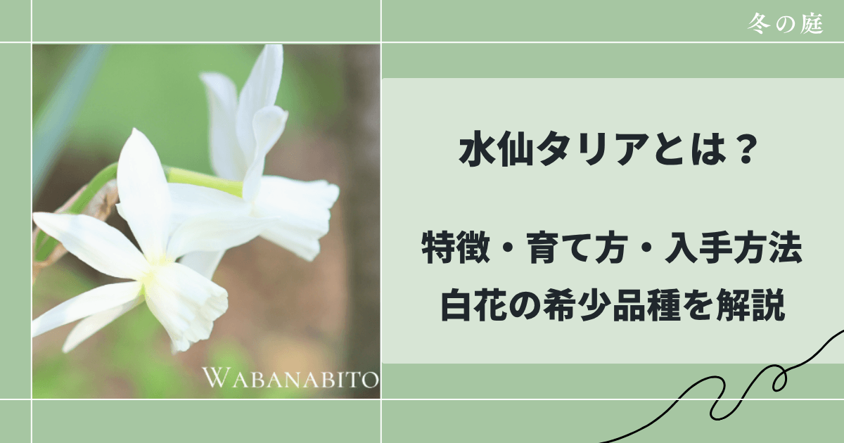 水仙タリアとは？特徴・育て方・入手方法｜白花の希少品種を解説