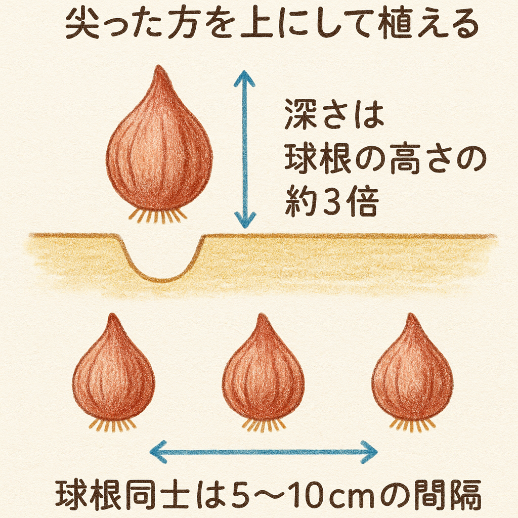 チューリップの球根を植え付ける方法