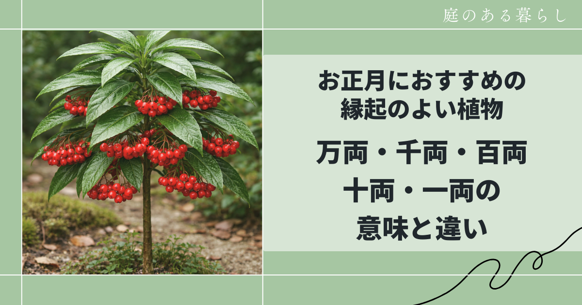 お正月におすすめの縁起のよい植物｜万両・千両・百両・十両・一両の意味と違い