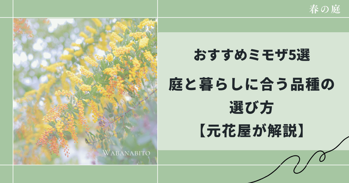 おすすめミモザ5選｜庭と暮らしに合う品種の選び方【元花屋が解説】