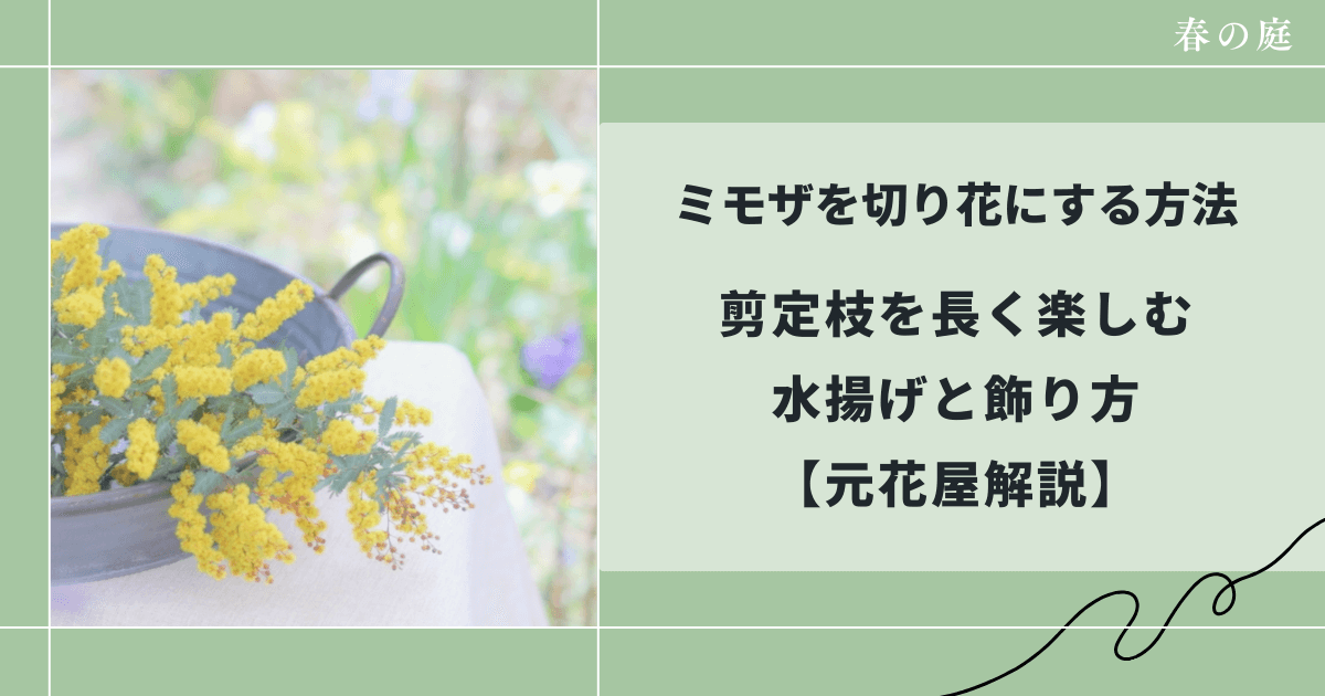 ミモザを切り花にする方法｜剪定枝を長く楽しむ水揚げのコツ