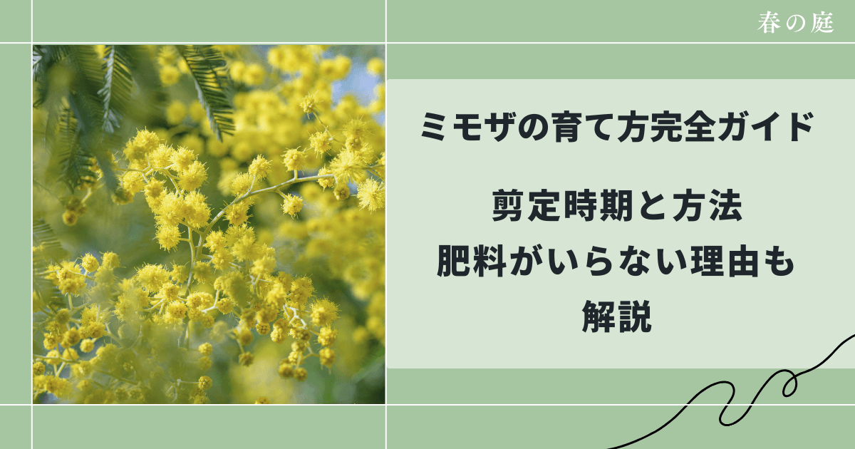 ミモザの育て方完全ガイド