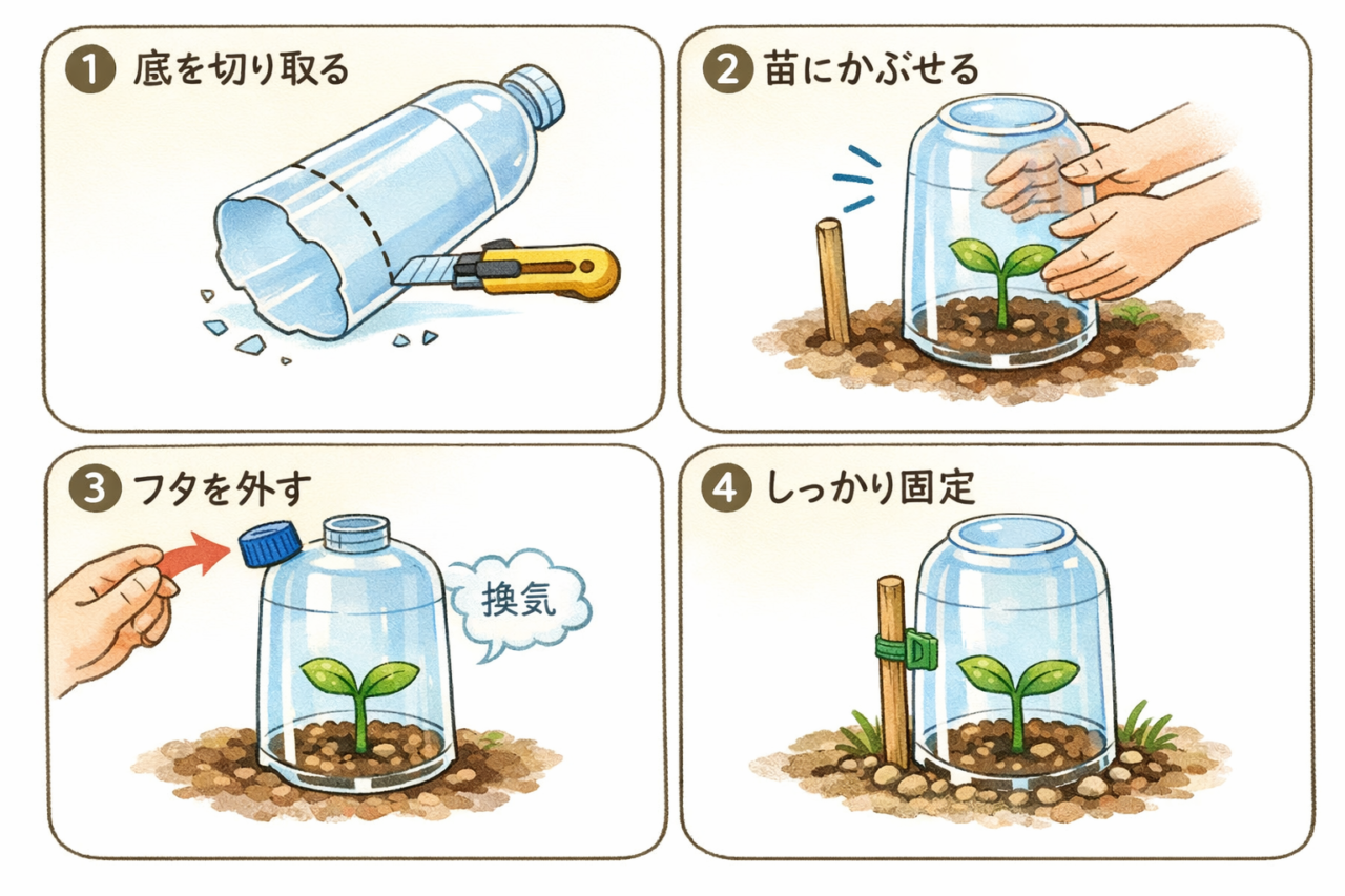 ペットボトル霜よけ（小苗のスポット対策）