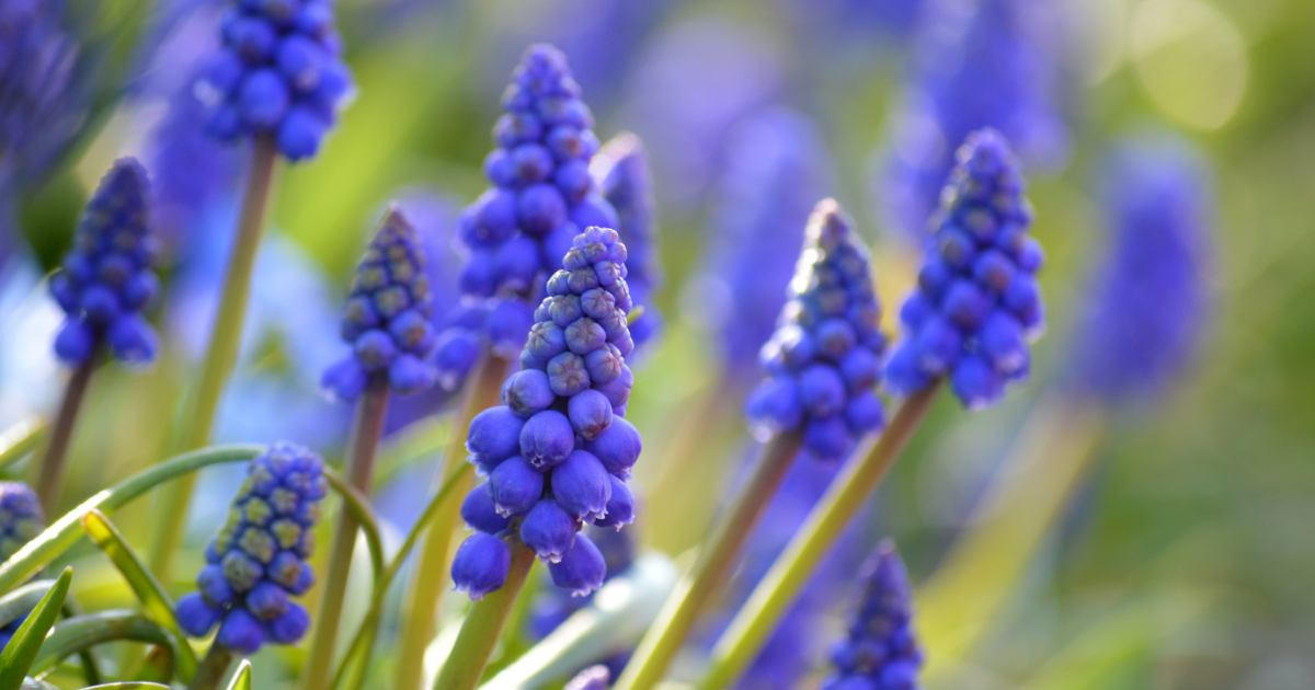 春の庭に咲くムスカリの花