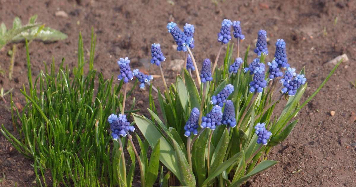 淡い水色のムスカリの花