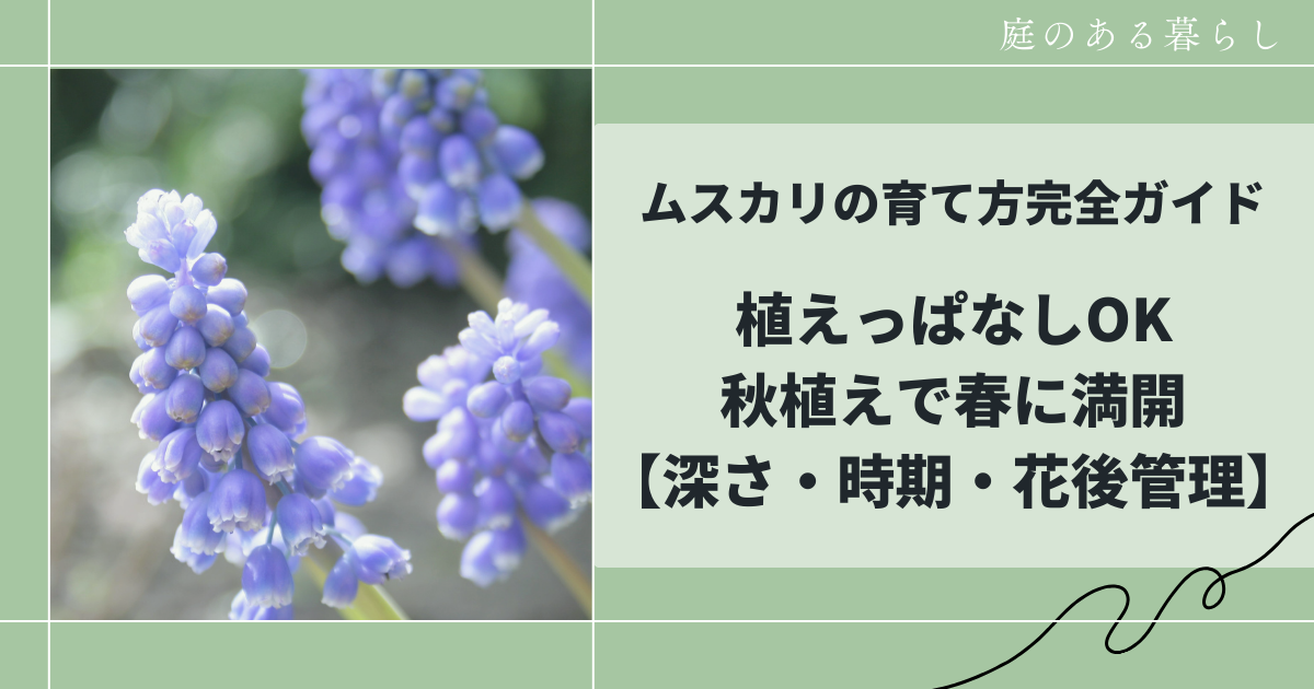 ムスカリの育て方ガイド