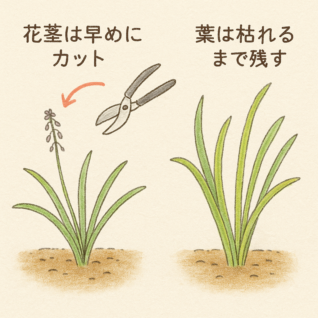ムスカリの花終わりからの管理方法