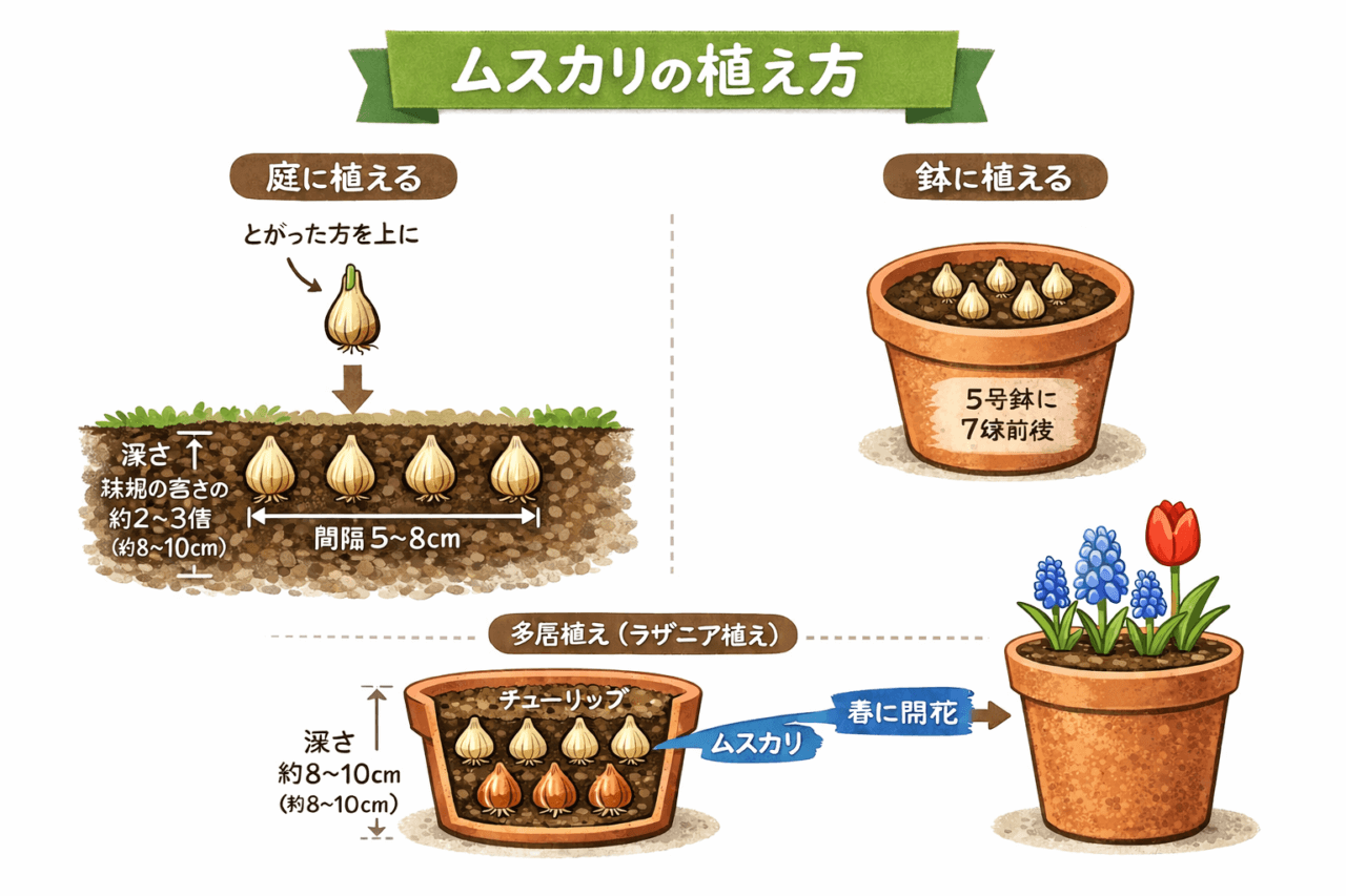 ムスカリの球根の植え方