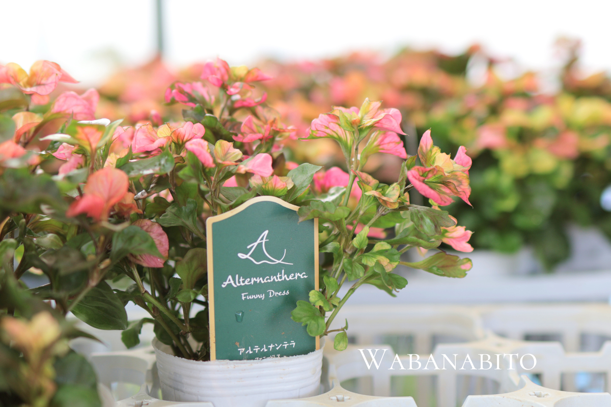 ギャザリング寄せ植えを極めるなら「花塾NAKAJIMA」へ|プロが教える唯一無二の世界観