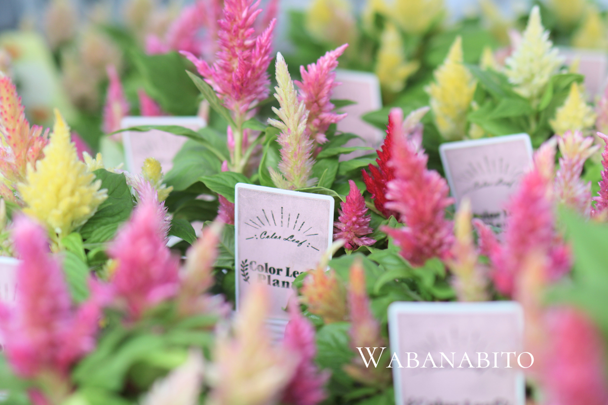 ギャザリング寄せ植えを極めるなら「花塾NAKAJIMA」へ|プロが教える唯一無二の世界観