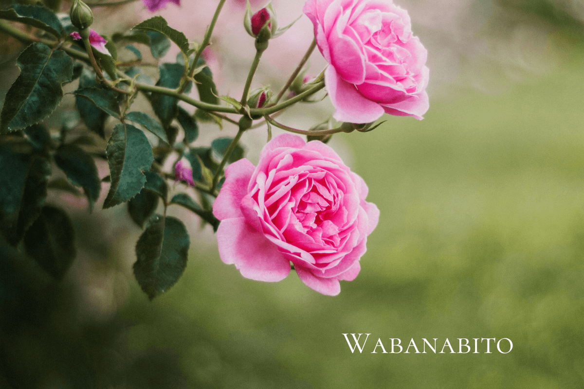 庭の薔薇の画像