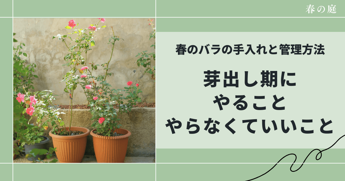 春のバラの手入れと管理方法｜やっていいこと・やらなくていいこと