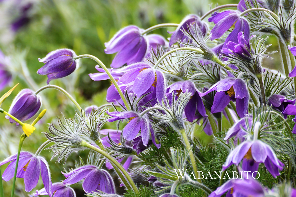 西洋オキナグサ（セイヨウオキナグサ／プルサティラ）