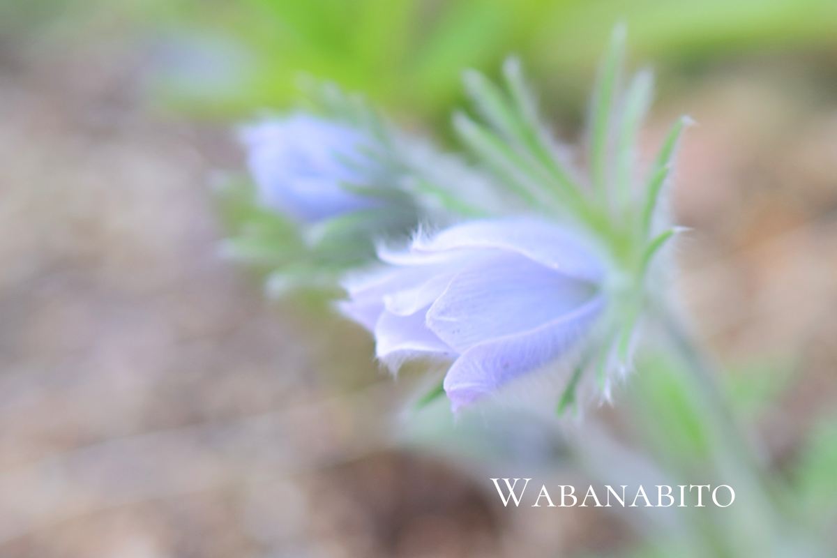 西洋オキナグサ（セイヨウオキナグサ／プルサティラ）