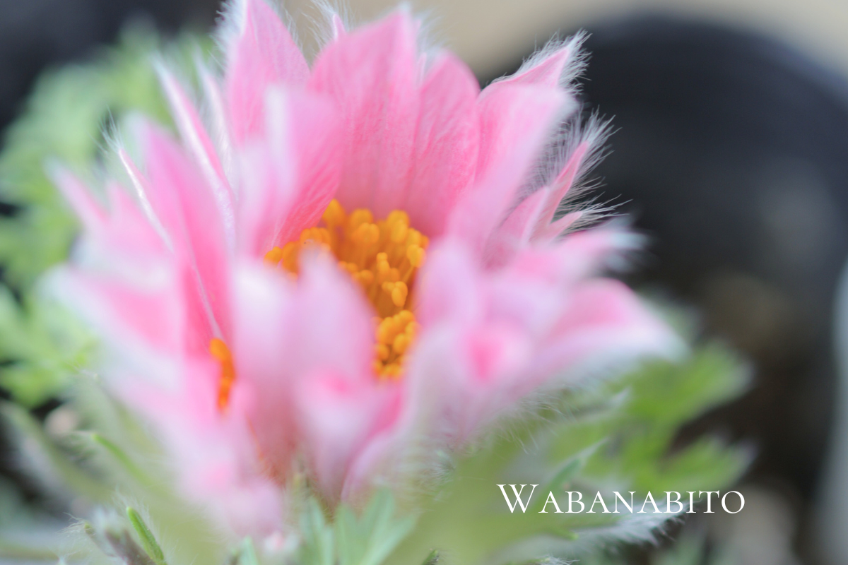 西洋オキナグサ（セイヨウオキナグサ／プルサティラ）